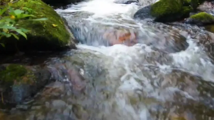Natural river flowing through the property