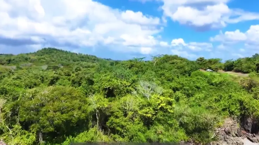 Coastal bluff with dense vegetation